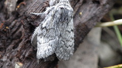 Pleromelloida conserta