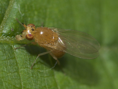 Camptoprosopella slossonae