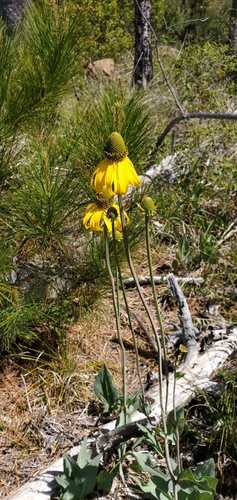 Image of Rudbeckia glaucescens by (c) Asher Budnik, some rights reserved (CC BY)