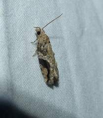 Proteoteras crescentana