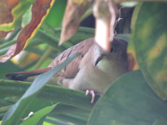 Columbina talpacoti rufipennis