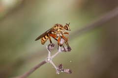 Callinicus pictitarsis
