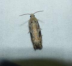 Proteoteras crescentana