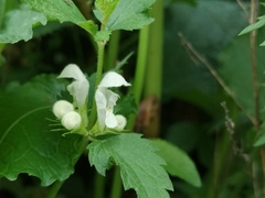 Lamium album