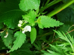 Lamium album