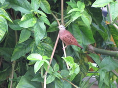 Columbina talpacoti rufipennis