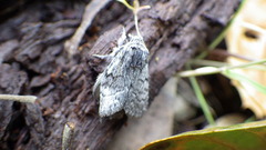 Pleromelloida conserta