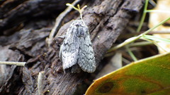 Pleromelloida conserta