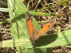 Pyronia cecilia