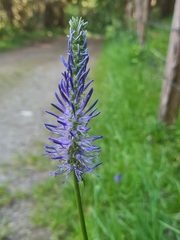 Phyteuma persicifolium