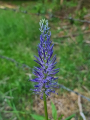 Phyteuma persicifolium