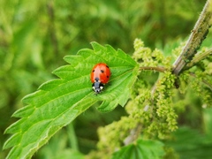 Coccinella septempunctata