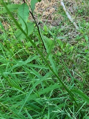 Phyteuma persicifolium