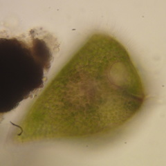 Stentor amethystinus