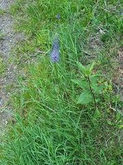 Phyteuma persicifolium