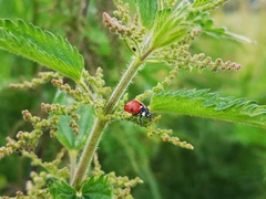 Coccinella septempunctata