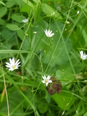 Stellaria graminea
