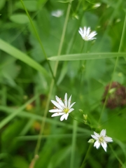 Stellaria graminea