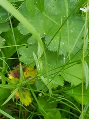 Stellaria graminea
