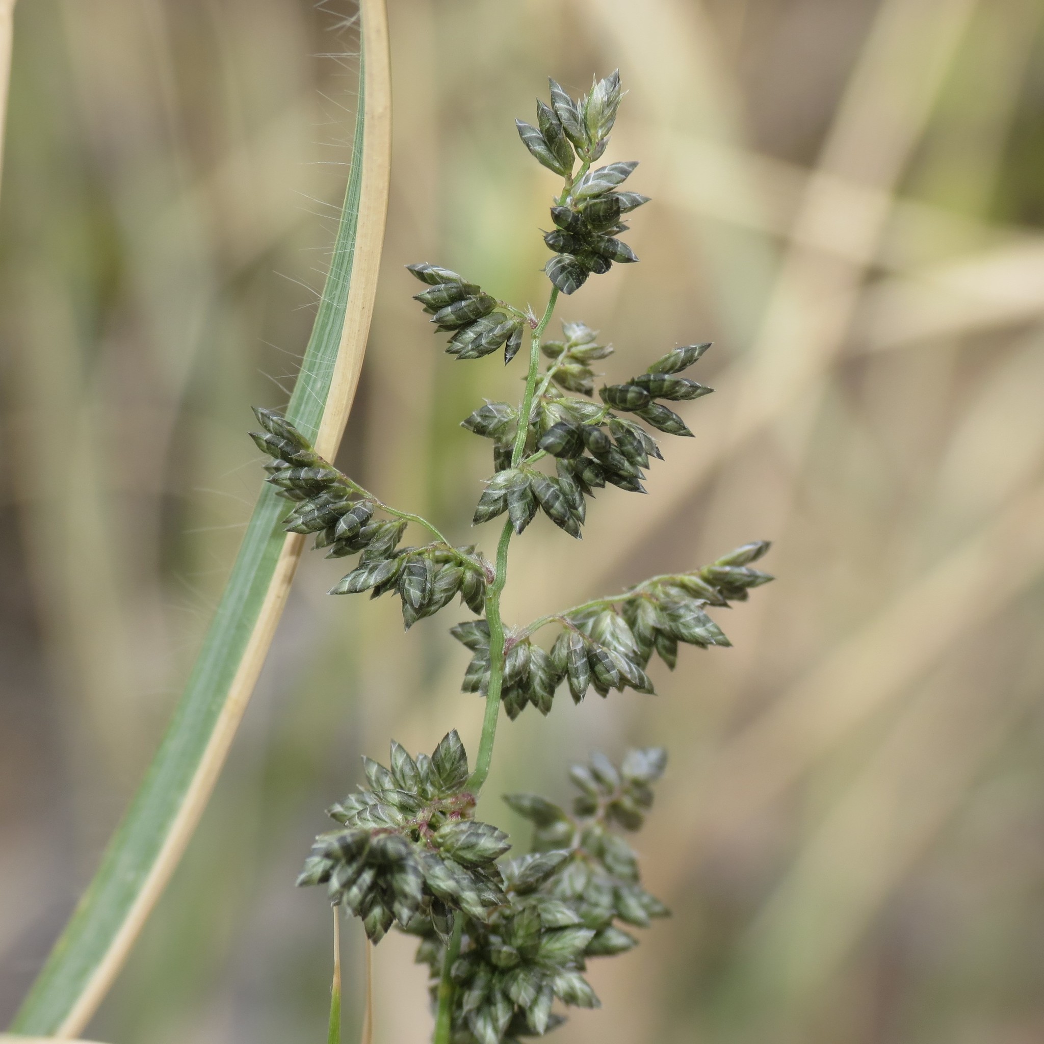 Eragrostis echinochloidea