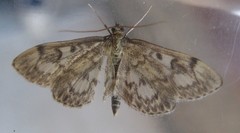 Anania tertialis