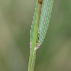 Eragrostis echinochloidea