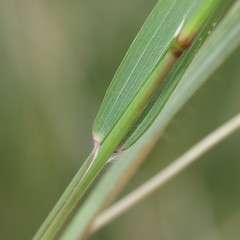 Eragrostis echinochloidea