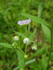 Erigeron annuus