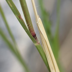 Eragrostis echinochloidea