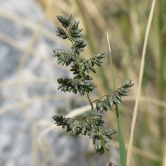 Eragrostis echinochloidea