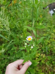Erigeron annuus