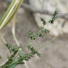 Eragrostis echinochloidea