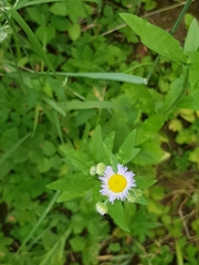 Erigeron annuus