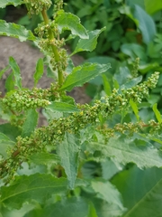 Rumex obtusifolius