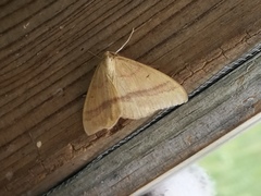 Rhodostrophia calabra