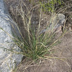 Eragrostis echinochloidea