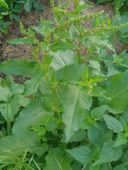 Rumex obtusifolius