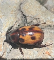 Cyclocephala deceptor