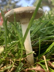 Leucoagaricus leucothites
