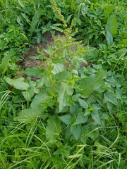 Rumex obtusifolius