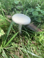 Leucoagaricus leucothites
