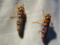 Erythrogonia jucunda