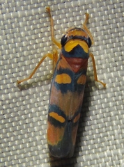 Erythrogonia jucunda