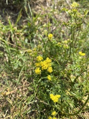 Lomatium martindalei