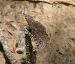 Erynnis juvenalis