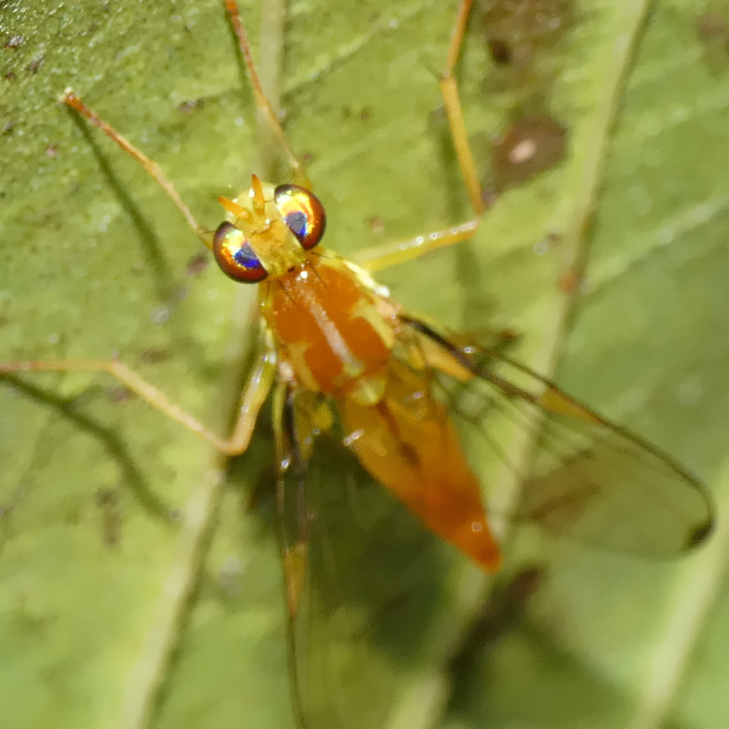 Coelopacidia
