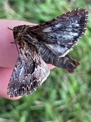 Apamea monoglypha
