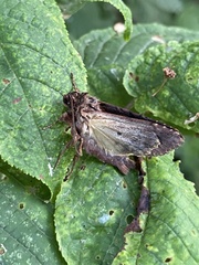 Apamea monoglypha