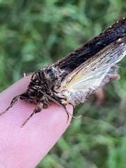 Apamea monoglypha