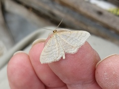 Idaea macilentaria